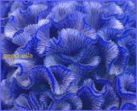 Cockscomb blau blume samen for anpflanzung  vibrant annual blooms