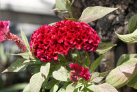 Cockscomb Samen zur Aussaat Celosia Cristata Blume Beet tropisch border
