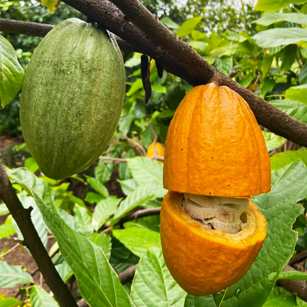 Kakaosamen Theobroma cacao