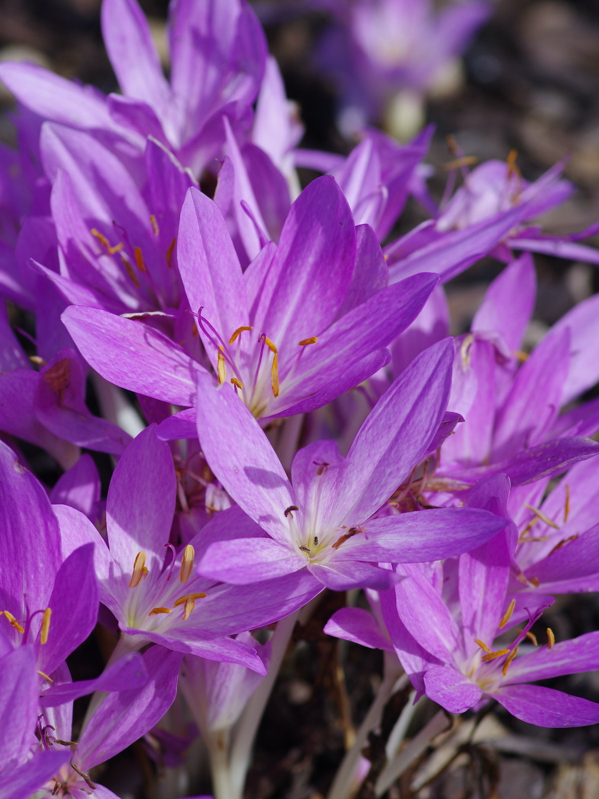 Lila Colchicum Blumensamen zur Aussaat ideal Rabatten Traditionssorte & ohne Gentechnik Samen Hausgarten