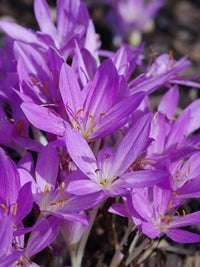 Lila Colchicum Blumensamen zur Aussaat ideal Rabatten Traditionssorte & ohne Gentechnik Samen Hausgarten