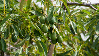 Coldhardy avocado samen für aussaat non gmo