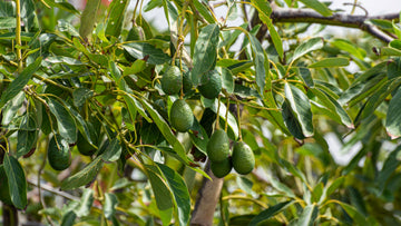 Coldhardy avocado samen für aussaat non gmo