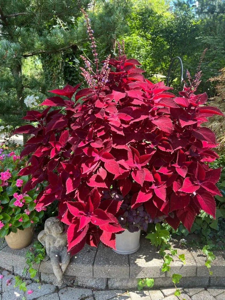 Coleus (coleus flowering) samen for anpflanzung in home garten