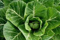 Collard Green Gemüsesamen for Gardeners