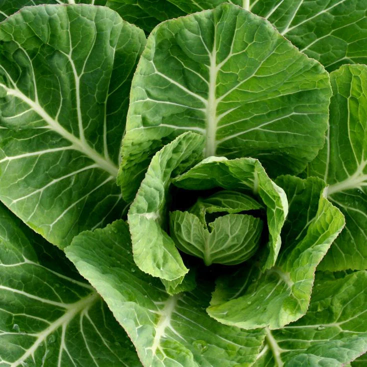 Green Collard Gemüse Samen zum Pflanzen