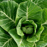 Green Collard Gemüse Samen zum Pflanzen
