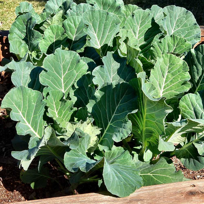 Collard greens thriving in a raised garten bed