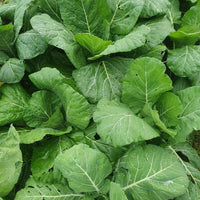 Non-gmo collard greens samen für home garten aussaat