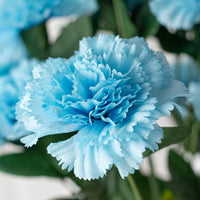 Nelke Caryophyllus Samen – dunkel Blau Blumensamen zur Aussaat