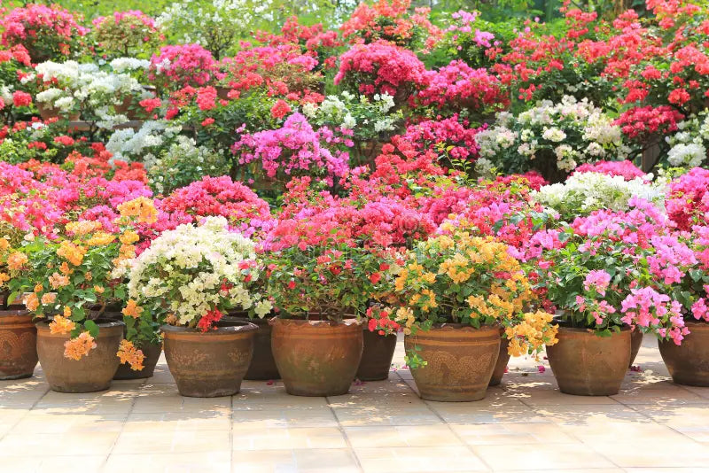 Traditionssorte Patio Potted Blumensamen zur Aussaat hochwertige Qualitäts- Traditionssorte & ohne Gentechnik Samen Hausgarten