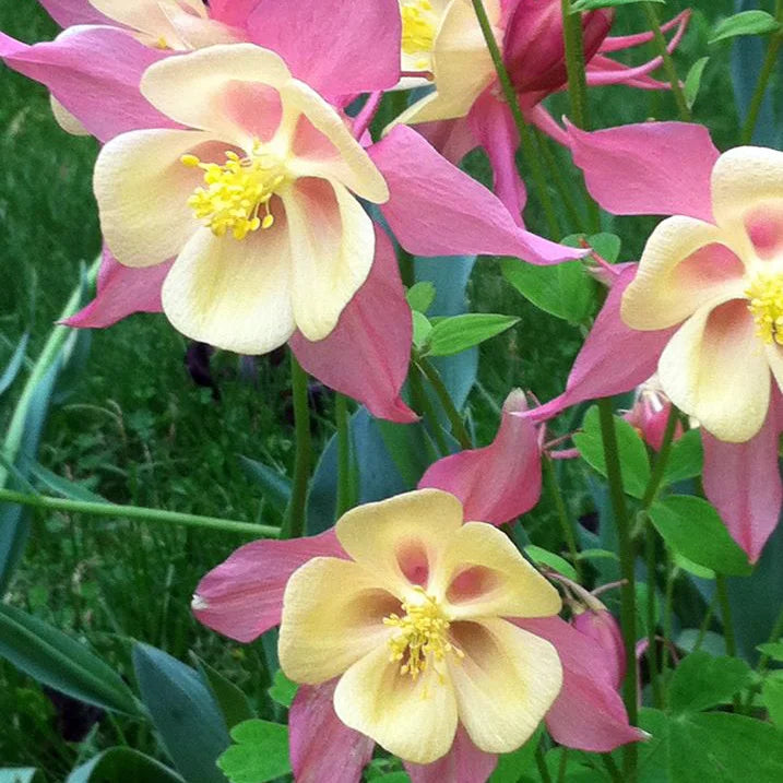 Colorful columbine blume samen for containers and beds