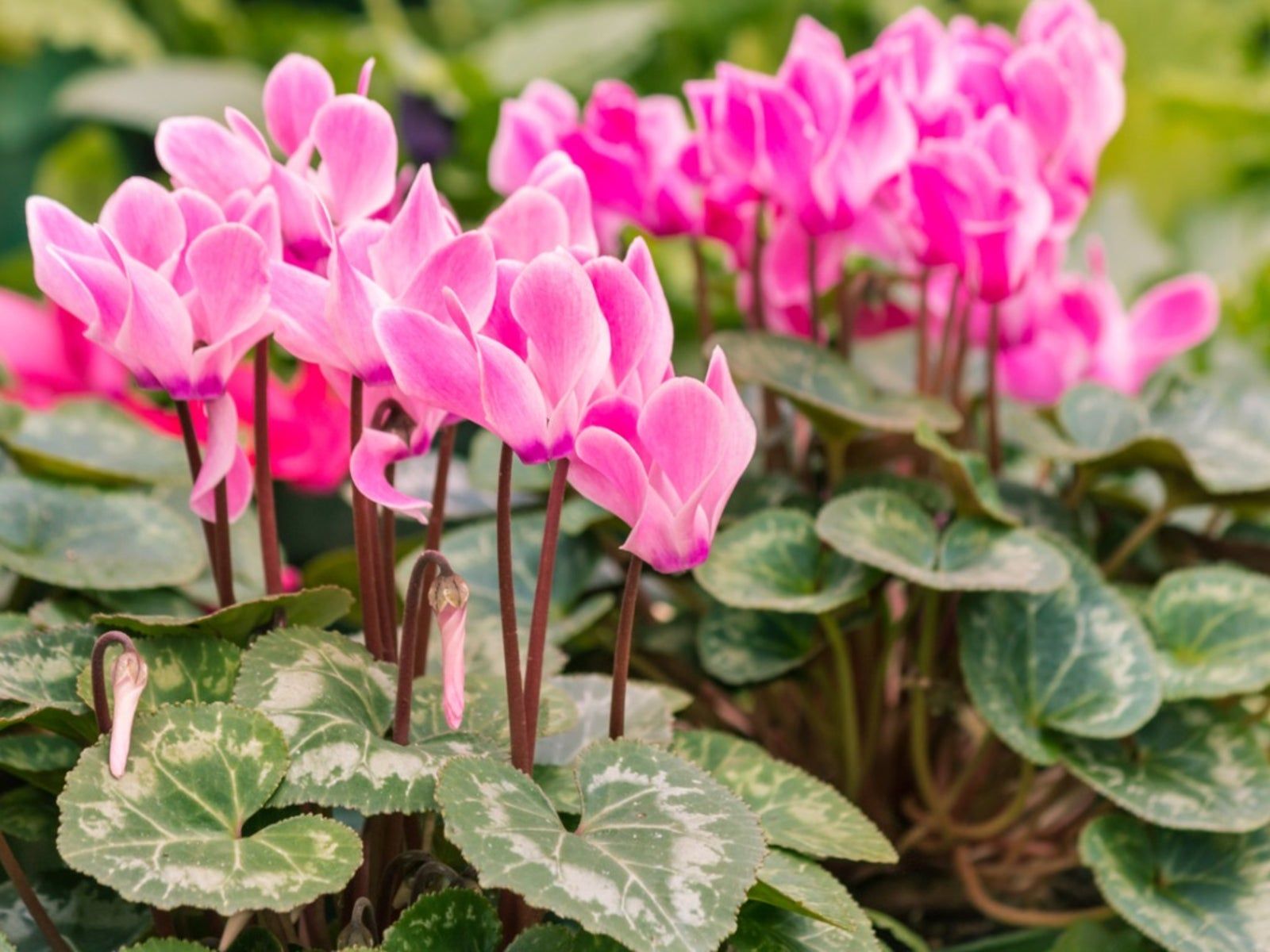 Colorful cyclamen blumen blooming in garten bed