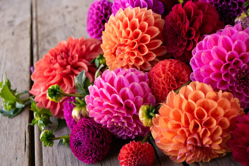 Colorful dahlia blume samen for anpflanzung