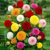 Colorful dahlia variety samen for garten borders