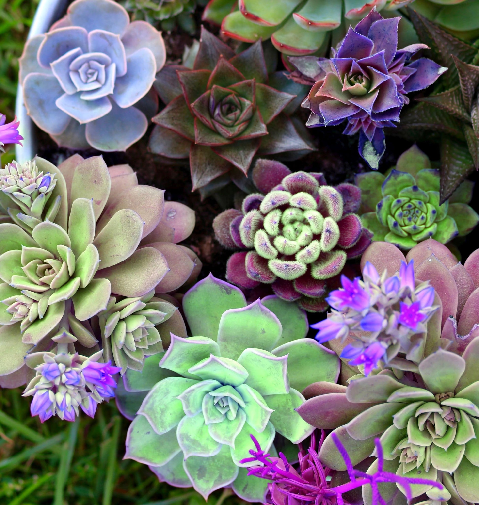 Colorful echeveria succulent samen for töpfen and planters