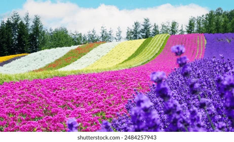 mehrfarbige Lavendel Blumensamen zur Aussaat – saisonal Dauerblüher – Traditionssorte & ohne Gentechnik Samen Hausgarten