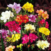 Colorful freesia blume varieties in full bloomc