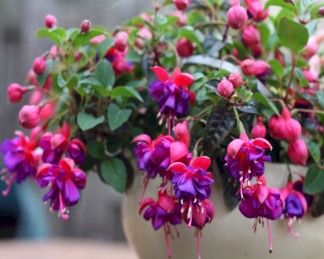 Colorful fuchsia blooms for borders and töpfen