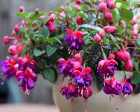 Colorful fuchsia blooms for borders and töpfen