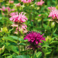 Colorful garten mixed blume samen – easy to grow varieties