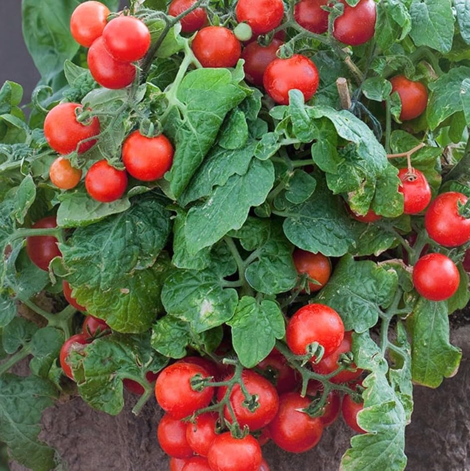 Colorful riesige tomatoes in assorted varieties