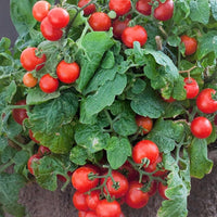 Colorful riesige tomatoes in assorted varieties