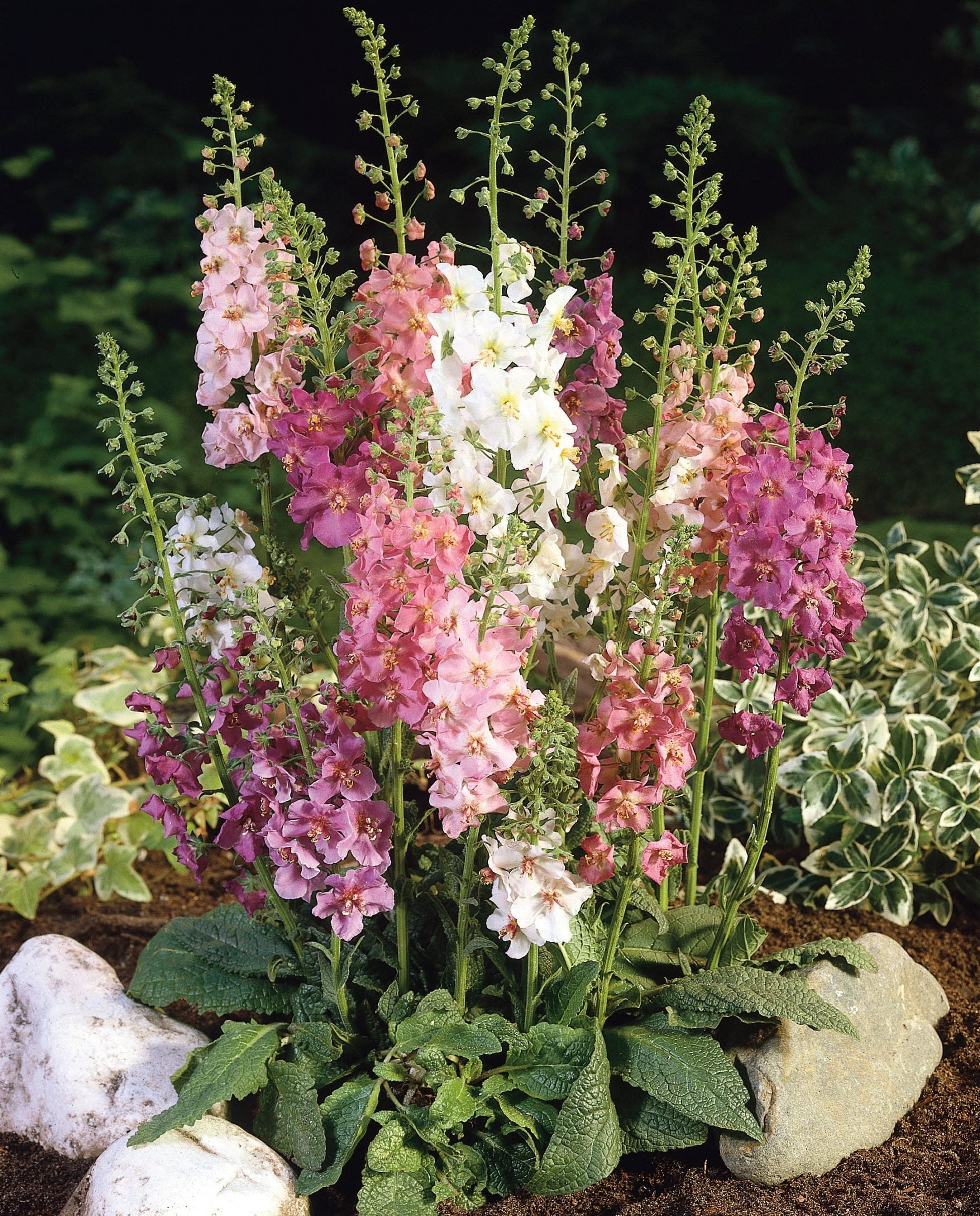 Colorful mixed phoeniceum blume samen for easy garten anpflanzung
