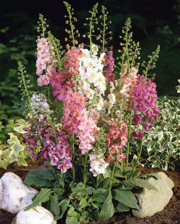 Colorful mixed phoeniceum blume samen for easy garten anpflanzung