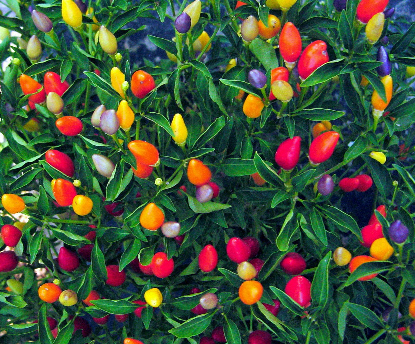 Colorful zier pepper pflanzen gezogen aus samen