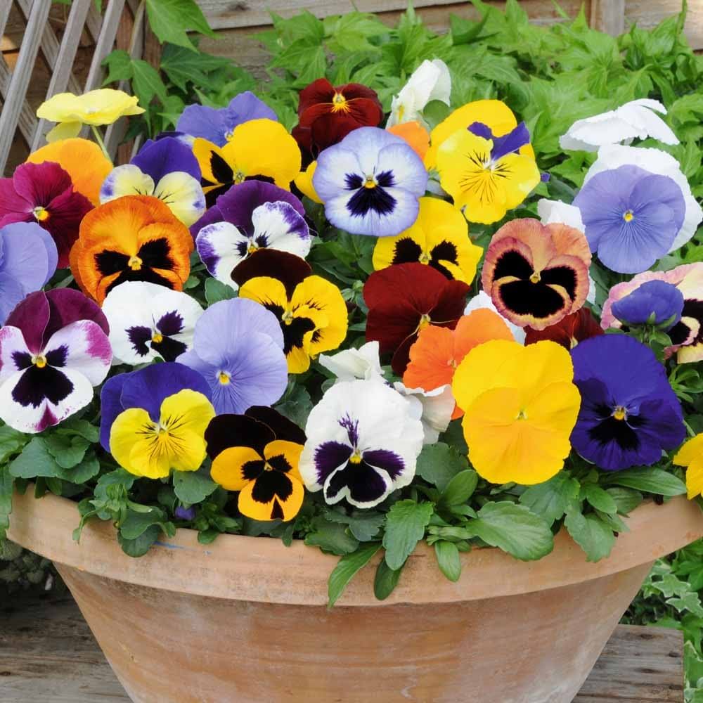 Colorful pansy blume bed with mixed shades