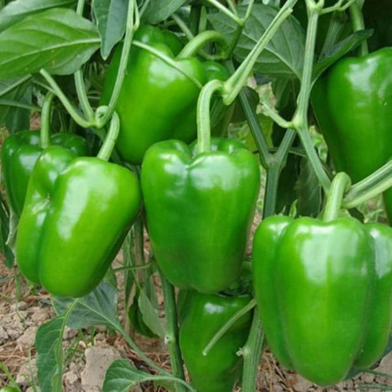 Colorful pepper samen non-gmo für home gardens