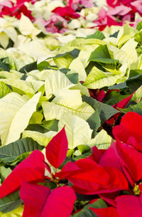 Gemischt Weihnachtsstern Blumensamen zur Aussaat – leuchtend Blüten – Traditionssorte & ohne Gentechnik Samen Hausgarten