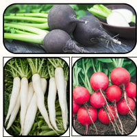 Colorful radish varieties wachsend in home garten