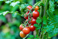 Colorful rainbow tomatoes gezogen aus samen