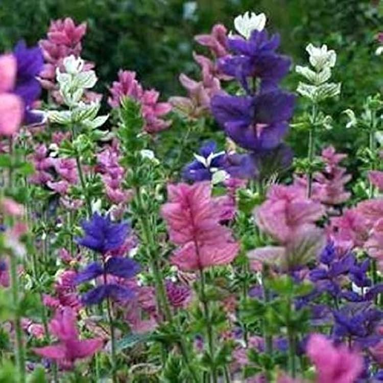 Colorful Tricolor Clary Sage Blumen in a summer Garten