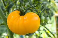 Fresh harvest of gelbe and helle grüne tomatoes