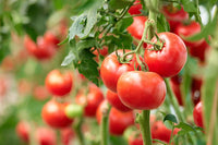 Colorful tomato samen varieties für gardeners