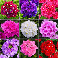 Bright multi-color verbena blooms in garten beds
