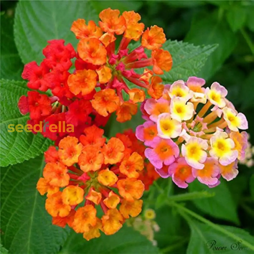 Wandelrose samen for vibrant mixed color blumen