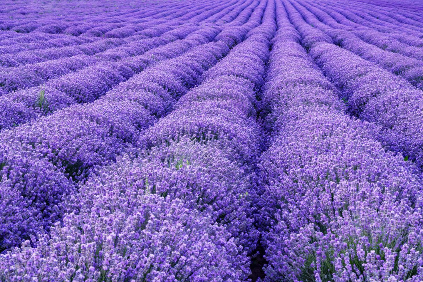 Provence Lavendel Samen zur Aussaat – Anzucht elegant mehrjährig Blumen
