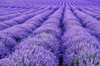 Provence Lavendel Samen zur Aussaat – Anzucht elegant mehrjährig Blumen