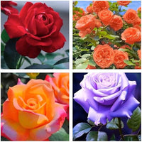 Bouquet made from mixed colour roses