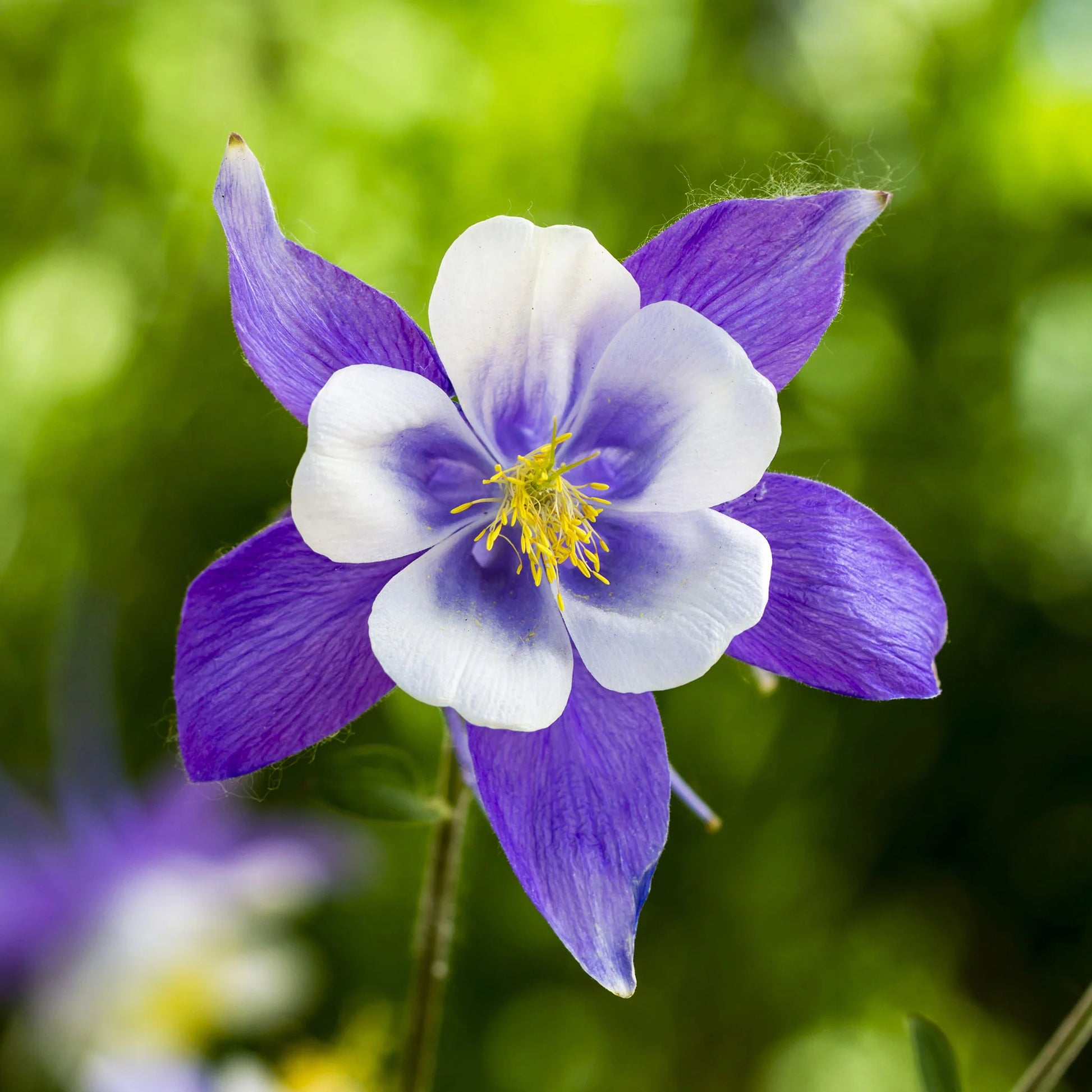 Columbine Blumensamen zur Aussaat sonnenliebend Traditionssorte & ohne Gentechnik Samen Hausgarten