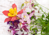 Akelei Columbine Blumensamen zur Aussaat leuchtend Traditionssorte & ohne Gentechnik Samen Hausgarten