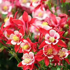 Close-up of rot and weiß columbine blume petals