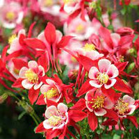 Close-up of rot and weiß columbine blume petals