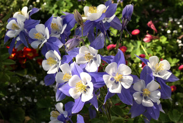 Columbine blume samen for anpflanzung