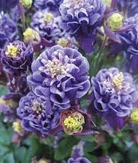 Blau columbine blumen in garten beds