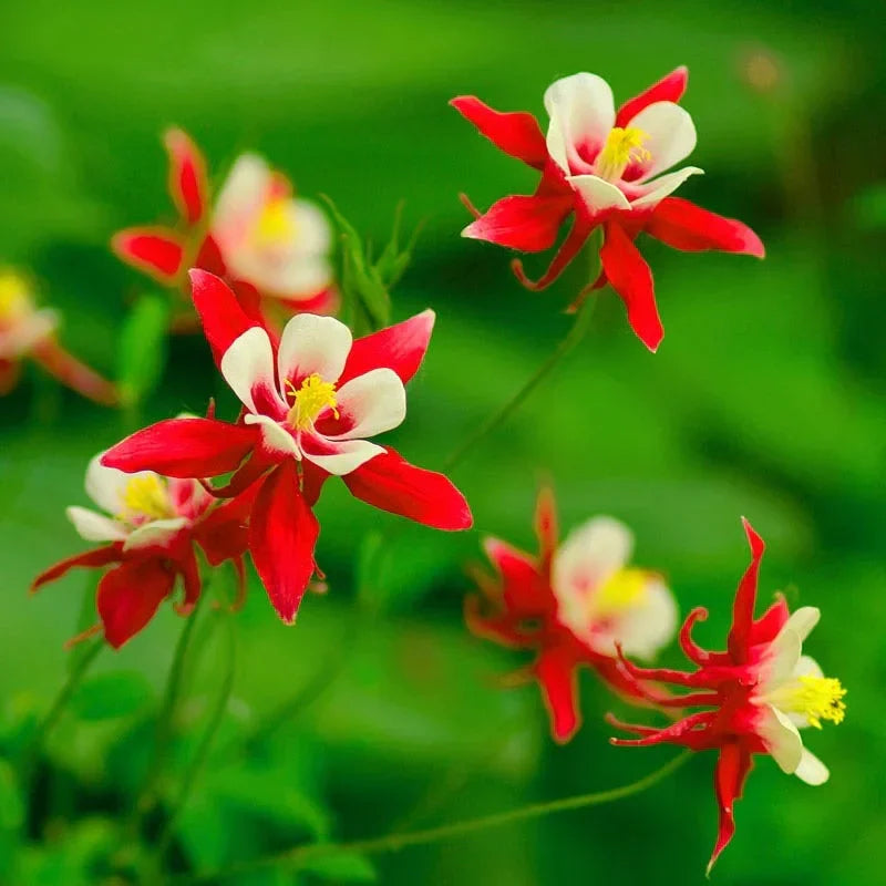 Rot and weiß columbine blumen wachsend in garten borders